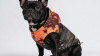 PIXEL